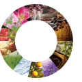Exploring Woody Scents: A Comprehensive Overview