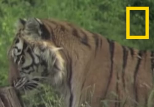 Which calvin klein perfume attracts big cats?